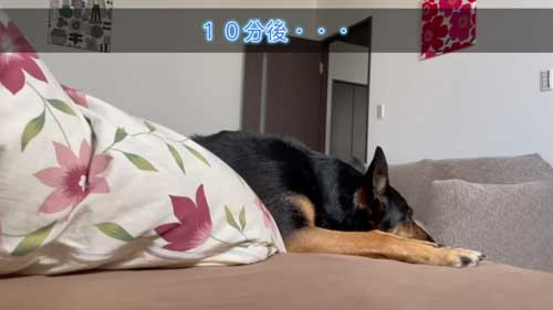 飼い主のそばで寝るジャーマンシェパード