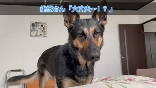 飼い主を見つめるジャーマンシェパード