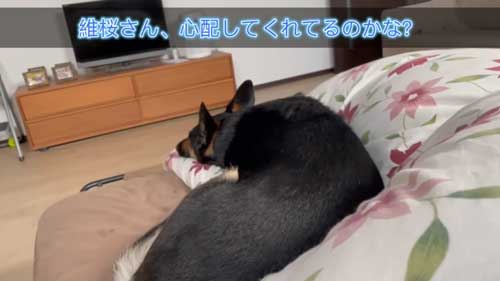 心配しているジャーマンシェパード