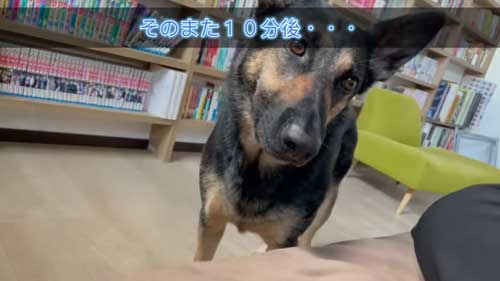 様子を見に来たジャーマンシェパード