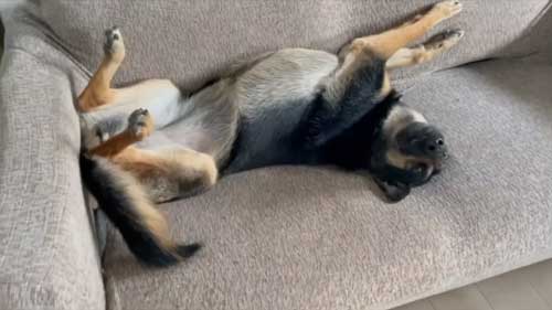 ソファで寝るジャーマンシェパード