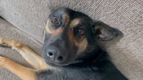 心配するジャーマンシェパード