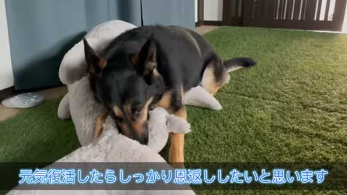 遊ぶジャーマンシェパード