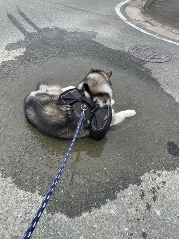水たまりワンコの後ろ姿