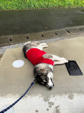 外で寝そべるワンコ