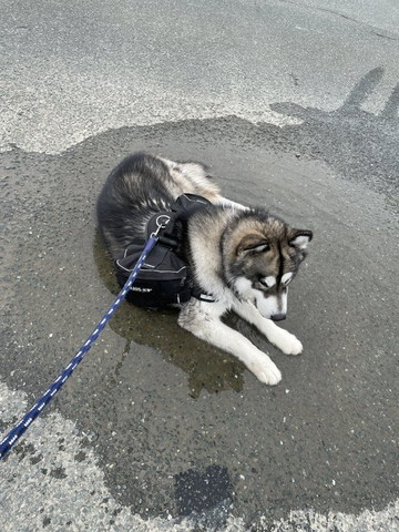 水たまりワンコ伏せ上から