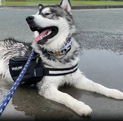 びしょぬれワンコ笑顔