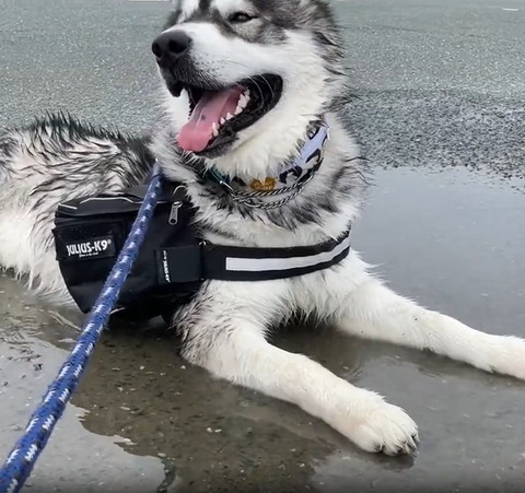 びしょぬれワンコ頭見きれてる