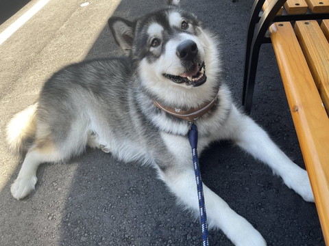 笑顔でくつろぐワンコ外