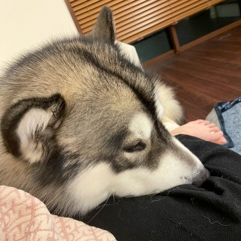 飼い主のヒザ裏に顔入れるワンコ