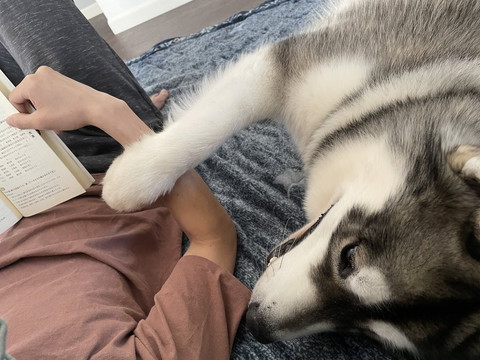 飼い主の腕に前足のせるワンコ