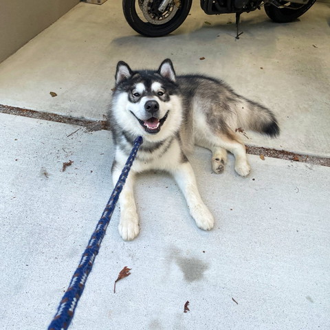 笑顔で散歩拒否ワンコ