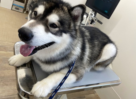 診察台にいるワンコ