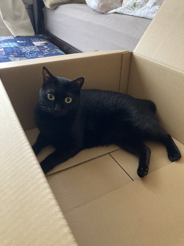 ダンボールに猫