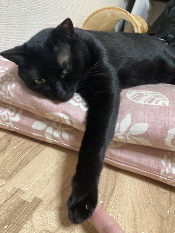 前足さわられてる猫