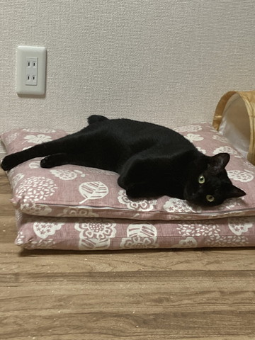 座布団でくつろぐ猫