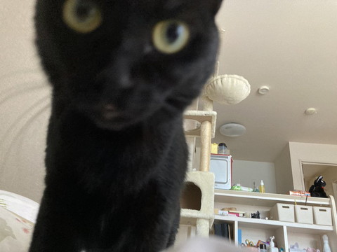 アップの黒猫
