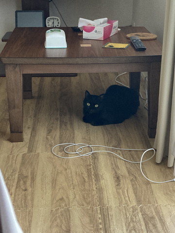 テーブルの下に猫