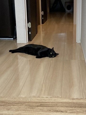 床でごろんする猫