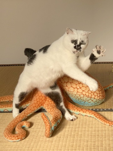 5歳になった猫