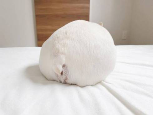 だいふく