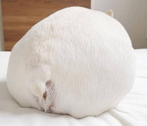 犬 れおんくん フレンチブルドッグ 雪見だいふく