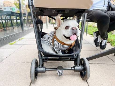 犬 れおんくん フレンチブルドッグ 雪見だいふく