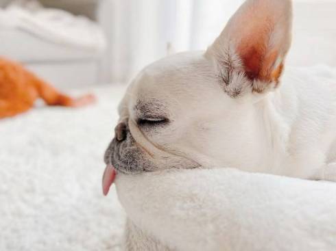 犬 れおんくん フレンチブルドッグ 雪見だいふく