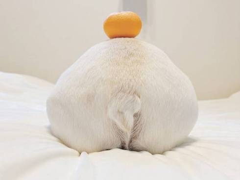 犬 れおんくん フレンチブルドッグ 雪見だいふく