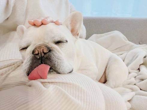 犬 れおんくん フレンチブルドッグ 雪見だいふく