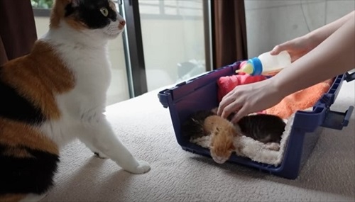 赤ちゃん猫が気になって仕方ない先住猫たち