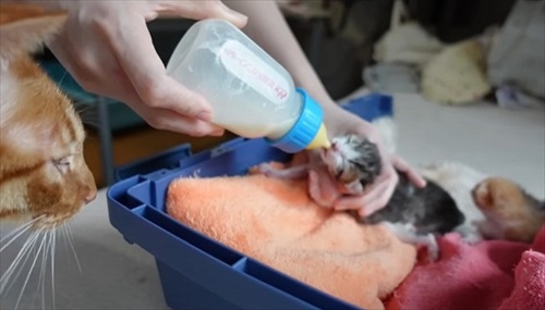 赤ちゃん猫が気になって仕方ない先住猫たち