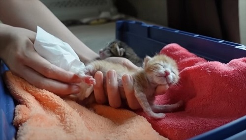 赤ちゃん猫が気になって仕方ない先住猫たち