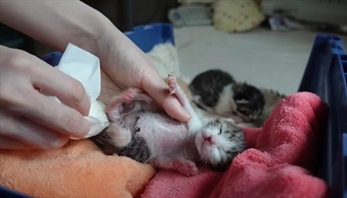赤ちゃん猫が気になって仕方ない先住猫たち