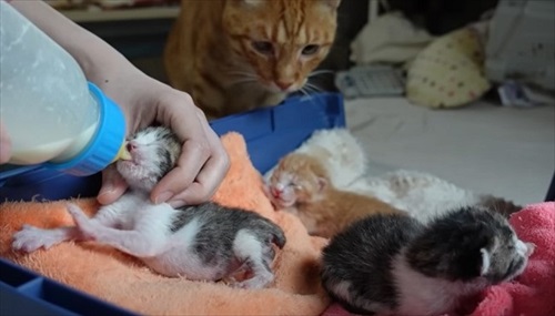 赤ちゃん猫が気になって仕方ない先住猫たち