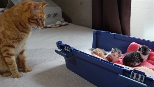 赤ちゃん猫が気になって仕方ない先住猫たち