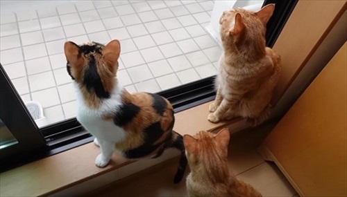 赤ちゃん猫が気になって仕方ない先住猫たち