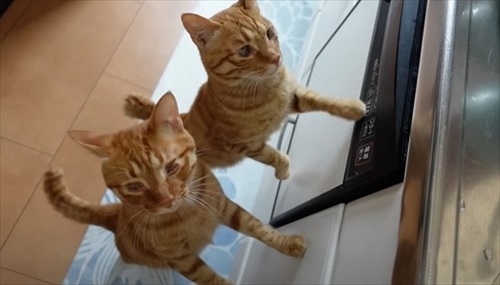 赤ちゃん猫が気になって仕方ない先住猫たち