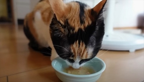 赤ちゃん猫が気になって仕方ない先住猫たち