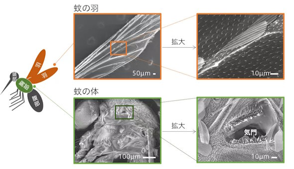 花王 蚊駆除新技術