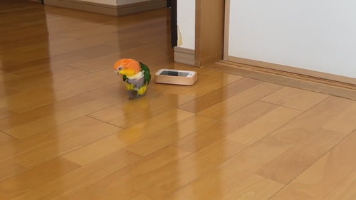 当て逃げ犯インコ