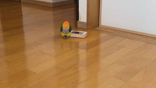 当て逃げ犯インコ