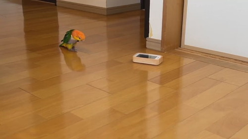 当て逃げ犯インコ