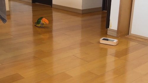 当て逃げ犯インコ