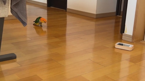 当て逃げ犯インコ