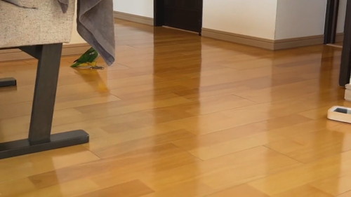 当て逃げ犯インコ