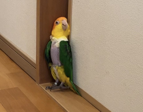 鳥さんたち