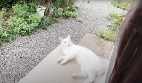 娘さんを見る猫ちゃん