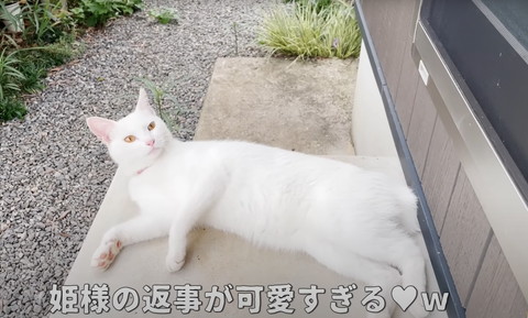 姫様の返事がテロップ