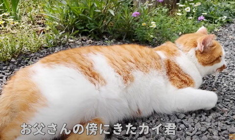 お父さんの傍に来たテロップ